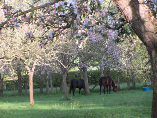 horses in orchard